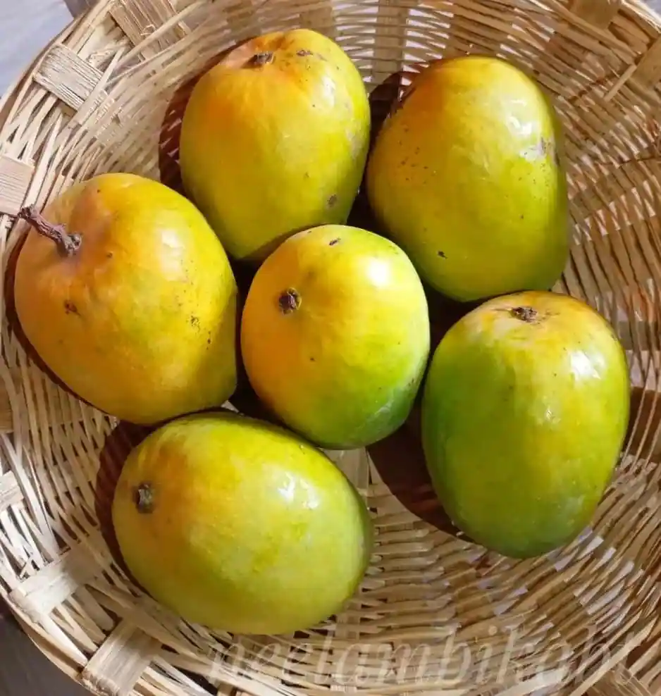 Ratol Mango (રટોળ કેરી)